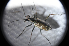 Ellipsoptera sperata