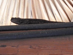 Sceloporus edbelli