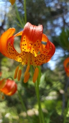 Lilium pardalinum