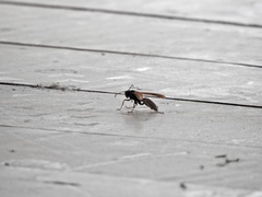 Polistes comanchus