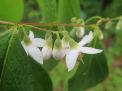 Styrax odoratissimus
