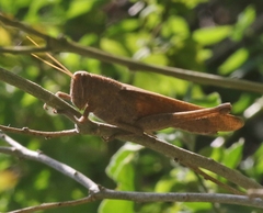 Schistocerca impleta