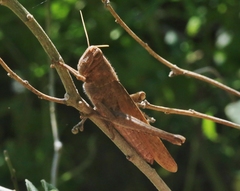 Schistocerca impleta