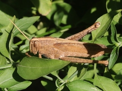 Schistocerca impleta