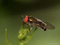 Platycheirus obscurus