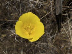 Calochortus concolor