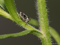 Cylindrocopturus quercus