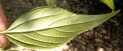 Cornus