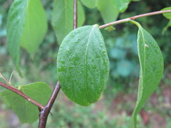 Styrax odoratissimus