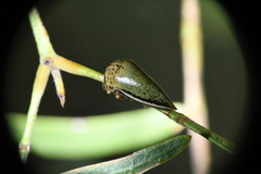 Stictopelta marmorata