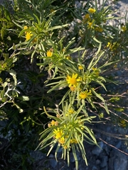 Euryops arabicus