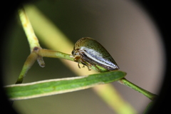 Stictopelta marmorata