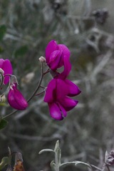 Lathyrus splendens