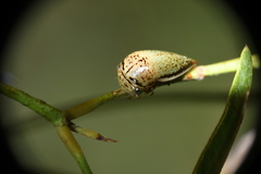 Stictopelta marmorata
