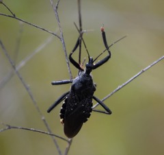 Apiomerus longispinis