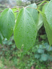 Styrax odoratissimus