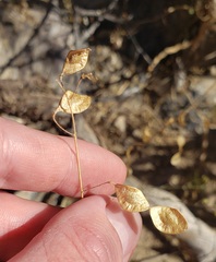 Desmodium psilocarpum