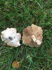 Inocybe brunnescens