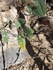 Desmodium psilocarpum