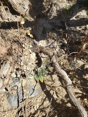 Desmodium psilocarpum