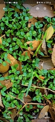 Veronica serpyllifolia