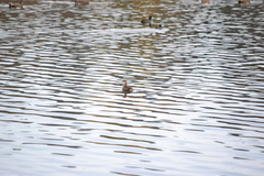 Podilymbus podiceps podiceps