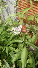 Insecta