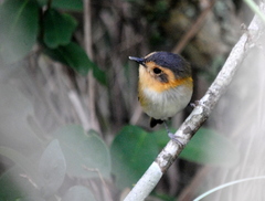 Poecilotriccus plumbeiceps