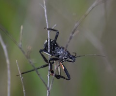 Apiomerus longispinis