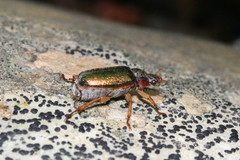 Dichelonyx canadensis