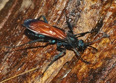 Pepsis grossa