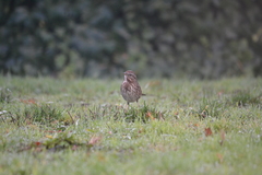 Melospiza melodia morphna