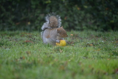 Sciurus carolinensis