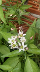 Insecta