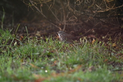 Melospiza melodia morphna