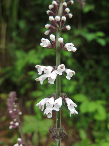 Chattering Sage (Salvia liguliloba)