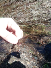 Macrobrachium australiense