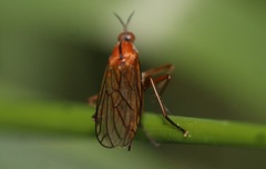 Empis stercorea
