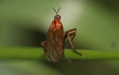 Empis stercorea
