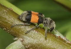 Enoclerus vetus