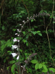 Salvia liguliloba