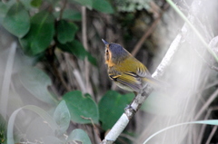 Poecilotriccus plumbeiceps