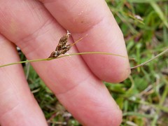 Carex colensoi