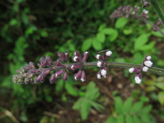 Salvia liguliloba