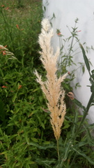 Calamagrostis viridiflavescens