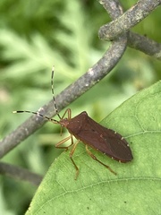 Anasa bellator
