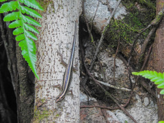 Sphenomorphus sanctus