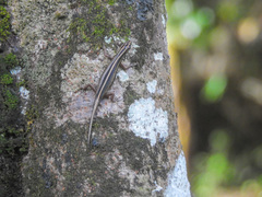 Sphenomorphus sanctus