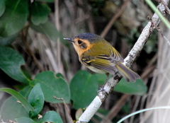 Poecilotriccus plumbeiceps