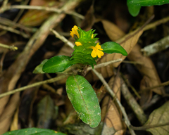 Aphelandra ornata, photograph (c) Denis Zabin, some rights reserved (CC BY)